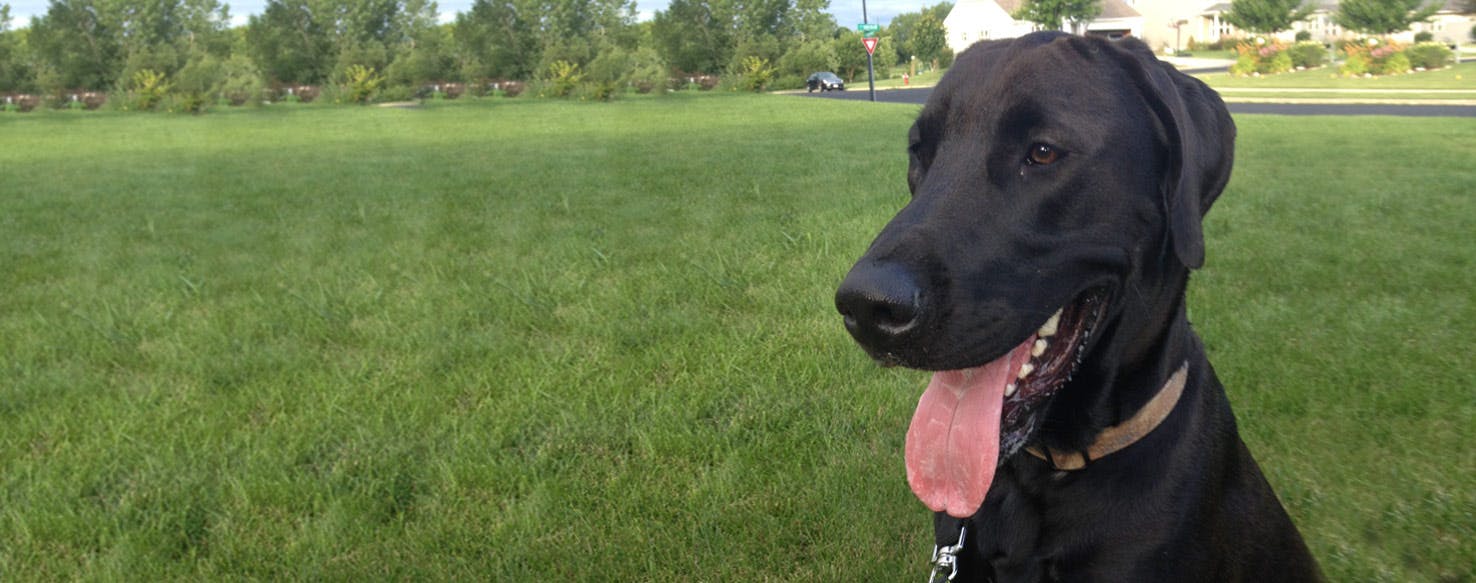 Golden retriever and hot sale great dane mix